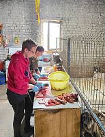 Помощь приюту для бездомных животных "Дом с хвостом"